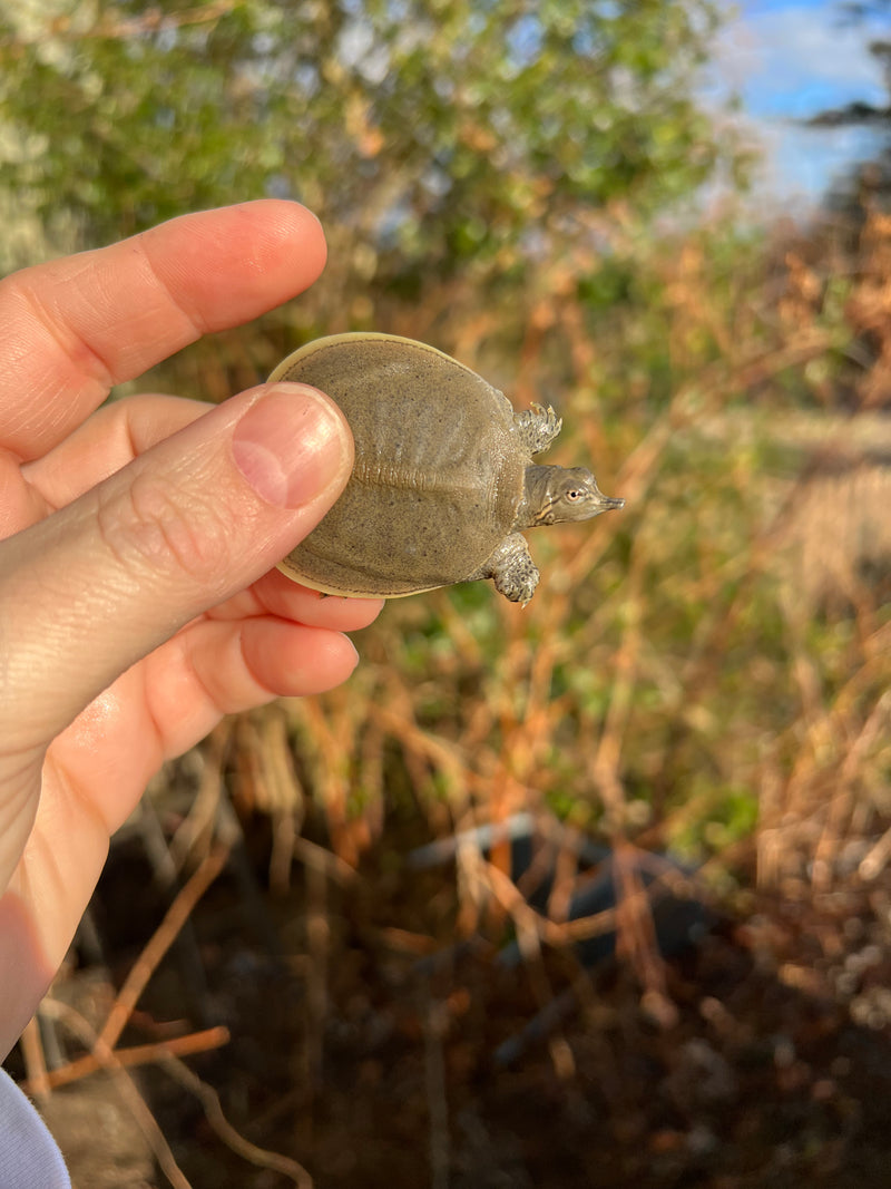 Gulf Coast Spiny Softshell Turtle Baby (Apalone spinifera aspera)