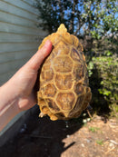 Homes Hinge-back Tortoise Adult Pair 5 (Kinixys homeana)