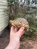 South African Giant  Leopard Tortoise Female