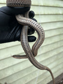 Graham's Crayfish Snake (Regina grahamii)