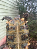 Homes Hinge-back Tortoise Adult Pair 3 (Kinixys homeana)