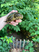 Hi  Yellow Adult European Pond Turtle Pair 2 (Emys orbicularis)