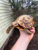 Homes Hinge-back Tortoise Adult Pair 2 (Kinixys homeana)