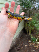 Drakensburg Crag Lizard Pair (Pseudocordylus subviridis)