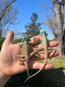 Sinai Blue Agama (Agama sinaita)
