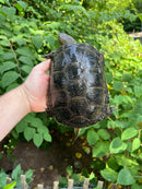 Hi  Yellow Adult European Pond Turtle Pair 2 (Emys orbicularis)