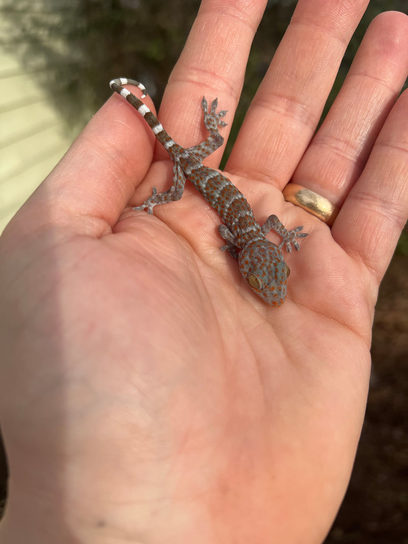 Tokay Gecko Baby (Gekko gecko)