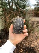 Aldabra Tortoise