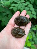 Loggerhead Musk Turtle Sub-Adult (Sternotherus minor)