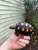 Brazilian Cherryhead Tortoise 2021