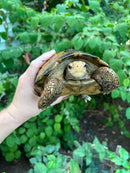 Forstens Tortoise Adult  Male 5 (Indotestudo forstenii)