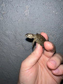 Concentric Diamondback Terrapin 2022 (Malaclemys terrapin)