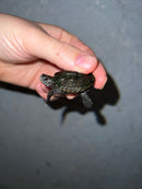 Concentric Diamondback Terrapin 2022 (Malaclemys terrapin)