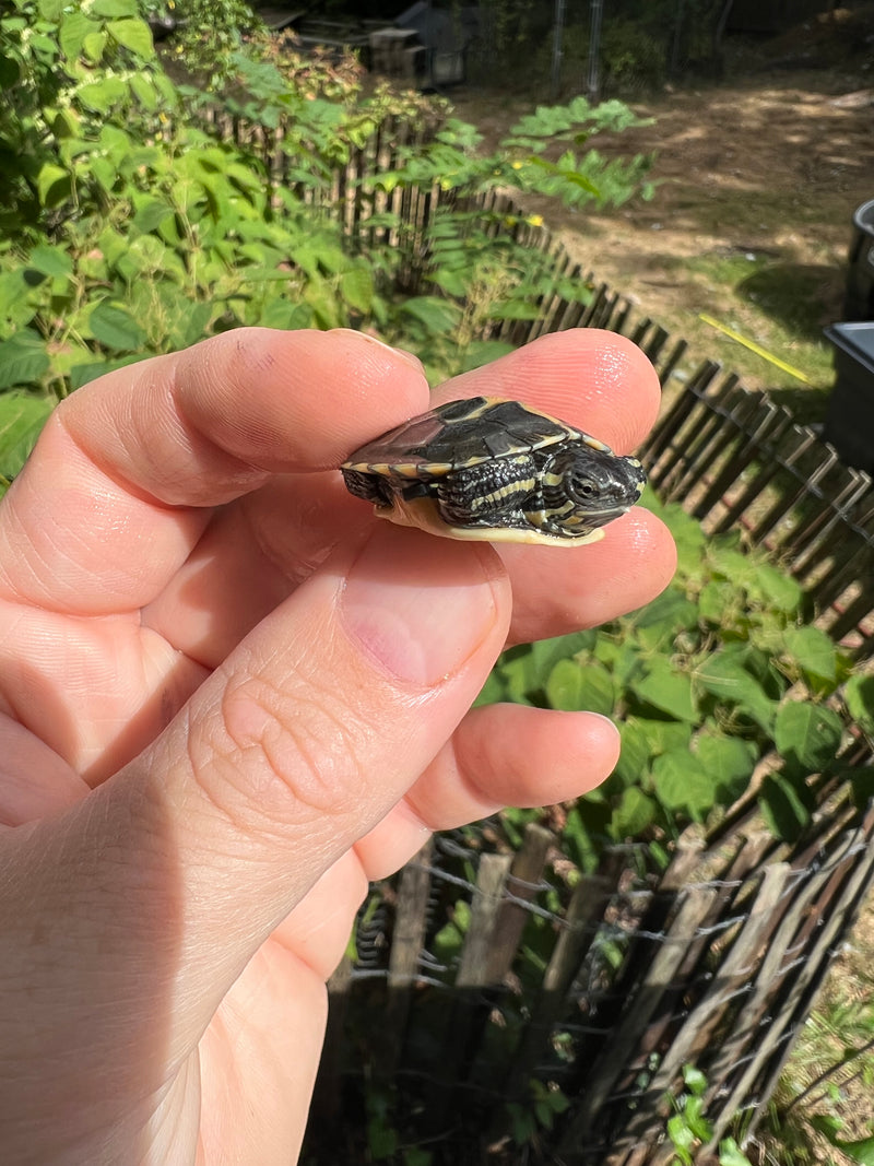 Pastel Southern Painted Turtle Baby (Chrysemys picta dorsalis)