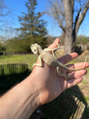 Sinai Blue Agama (Agama sinaita)