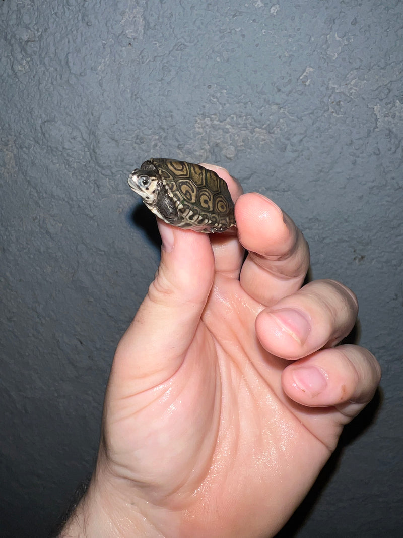 Concentric Diamondback Terrapin 2022 (Malaclemys terrapin)