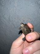 Concentric Diamondback Terrapin 2022 (Malaclemys terrapin)