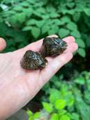 Loggerhead Musk Turtle Sub-Adult (Sternotherus minor)