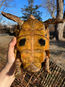Forstens Tortoise Adult  Male 8 (Indotestudo forstenii)