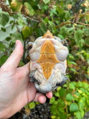 Vampire Musk Turtle Adult Male