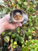 Vampire Musk Turtle Adult Male