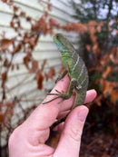 Water Dragon Baby (Physignathus cocincinus)