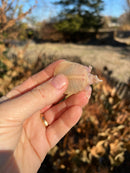 Albino Chinese Softshell Turtles  (Pelodiscus sinensis)