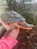 Pink Bellied Snapping Turtle Adults (Elseya novaguineae)