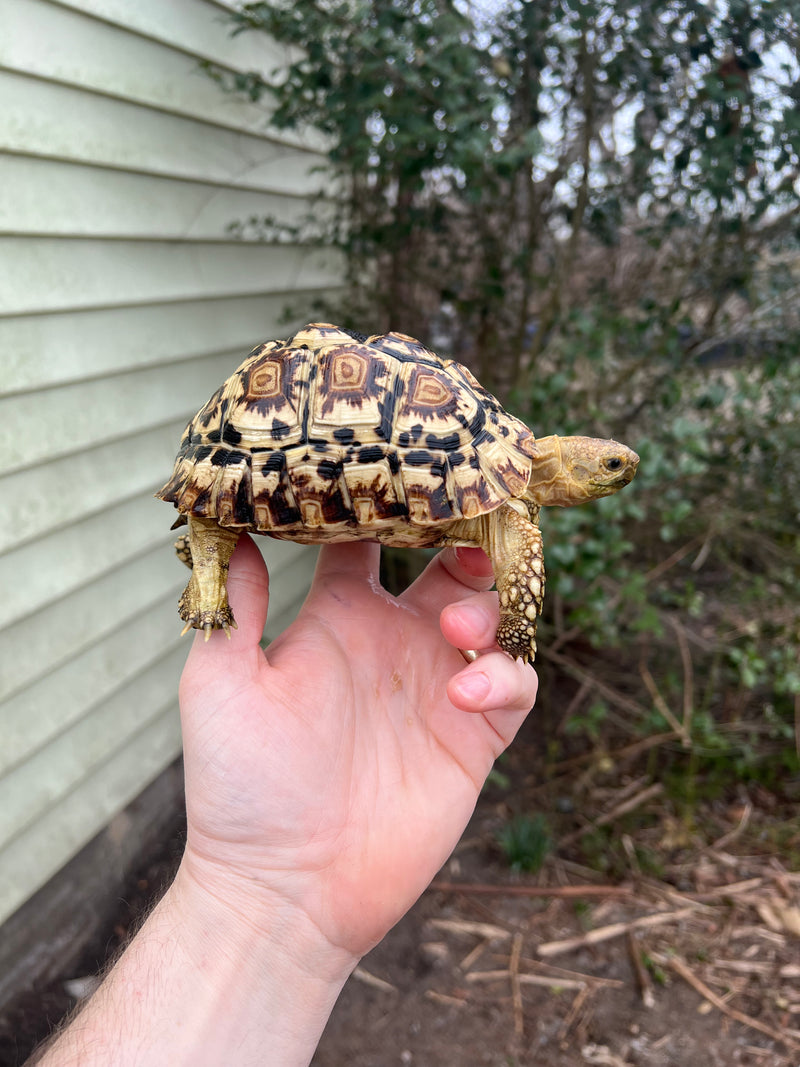 South African Giant  Leopard Tortoise Female 2021 (6 inch)(Stigmochelys p. pardalis)