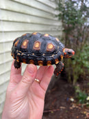 Brazilian Cherryhead Tortoise 2021