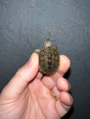 Concentric Diamondback Terrapin 2022 (Malaclemys terrapin)