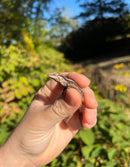 Striped Gargoyle Gecko Well Started Babies (Rhacodactylus auriculatus)