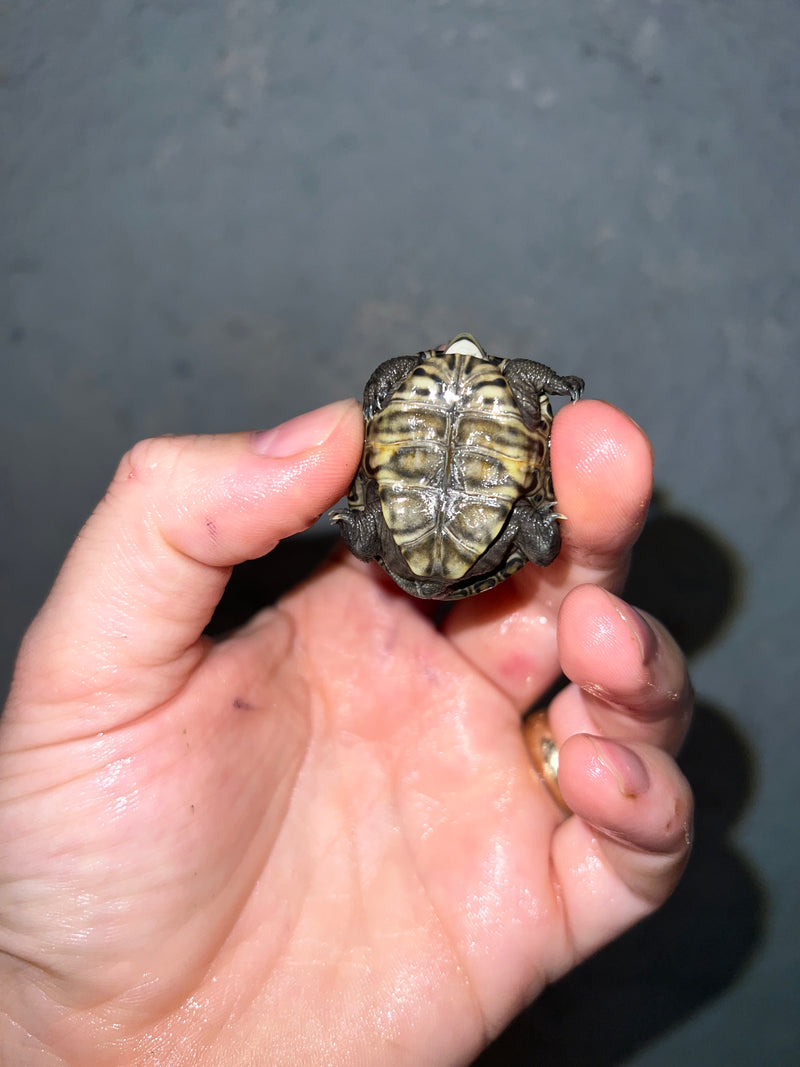 Concentric Diamondback Terrapin 2022 (Malaclemys terrapin)