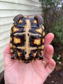 Brazilian Cherryhead Tortoise 2021
