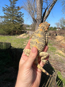 Painted Agama Adult Pair  (Laudakia stellio brachydactyla)
