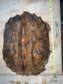 Adult Mata Mata Pair (Chelus fimbriata)