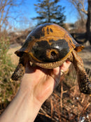 Forstens Tortoise Adult  Male 7 (Indotestudo forstenii)