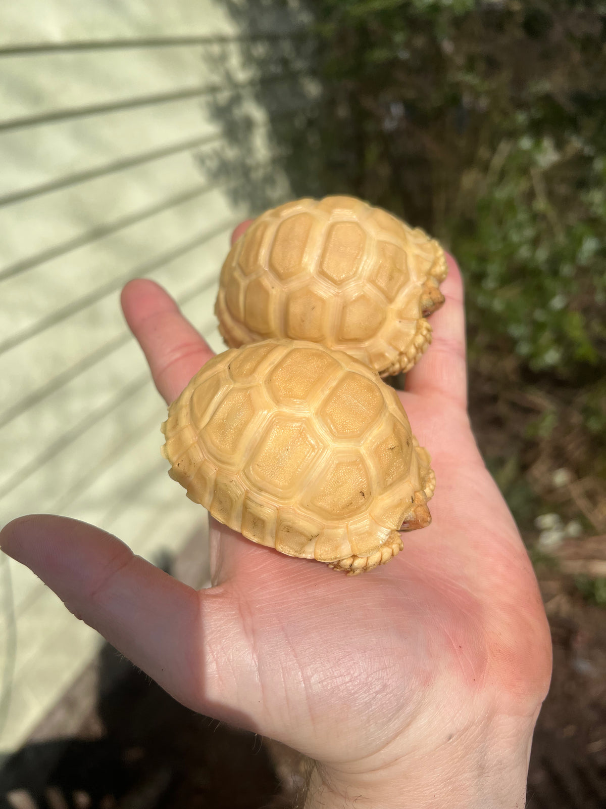 African Spurred Tortoise Babies For Sale American Reptile