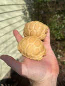 Albino African Spurred Tortoise Baby (Centrochelys sulcata)