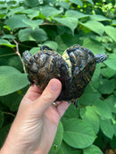 Two Headed Penninsula Cooter Turtle (Pseudemys peninsularis)
