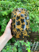 Forstens Tortoise Adult  Male 6 (Indotestudo forstenii)