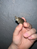 Concentric Diamondback Terrapin 2022 (Malaclemys terrapin)