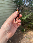 Italian crested newt (Triturus carnifex)