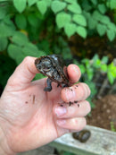 Razor backed Musk Turtle Sub-Adults (Sternotherus carinatus)