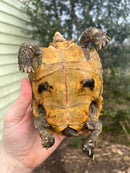 Forstens Tortoise 2020 Female 6 (Indotestudo forstenii)