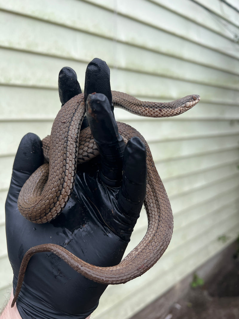 Graham's Crayfish Snake (Regina grahamii)