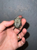 Concentric Diamondback Terrapin 2022 (Malaclemys terrapin)
