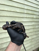 Banded Water Snake (Nerodia fasciata)