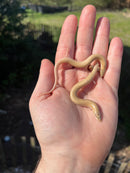 Egyptian Legless Sand Skink (Sphenops sepsoides)