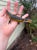Drakensburg Crag Lizard Pair (Pseudocordylus subviridis)